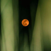 MALVA 1979 Moon Blooming