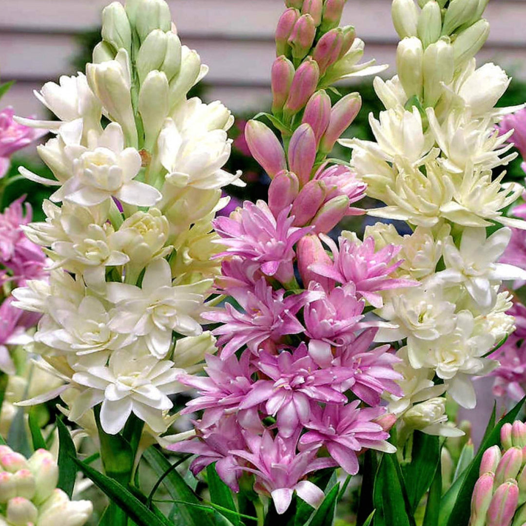 MARCOCCIA Tuberose