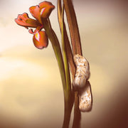 KEIKO MECHERI LADY POINTE