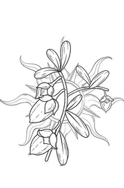 MARCOCCIA MANDORLA DI SICILIA