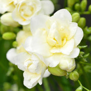 Profumo MARCOCCIA Fresia di Portofino