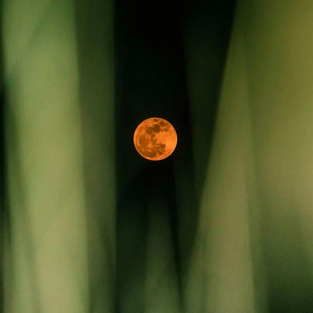 MALVA 1979 Moon Blooming