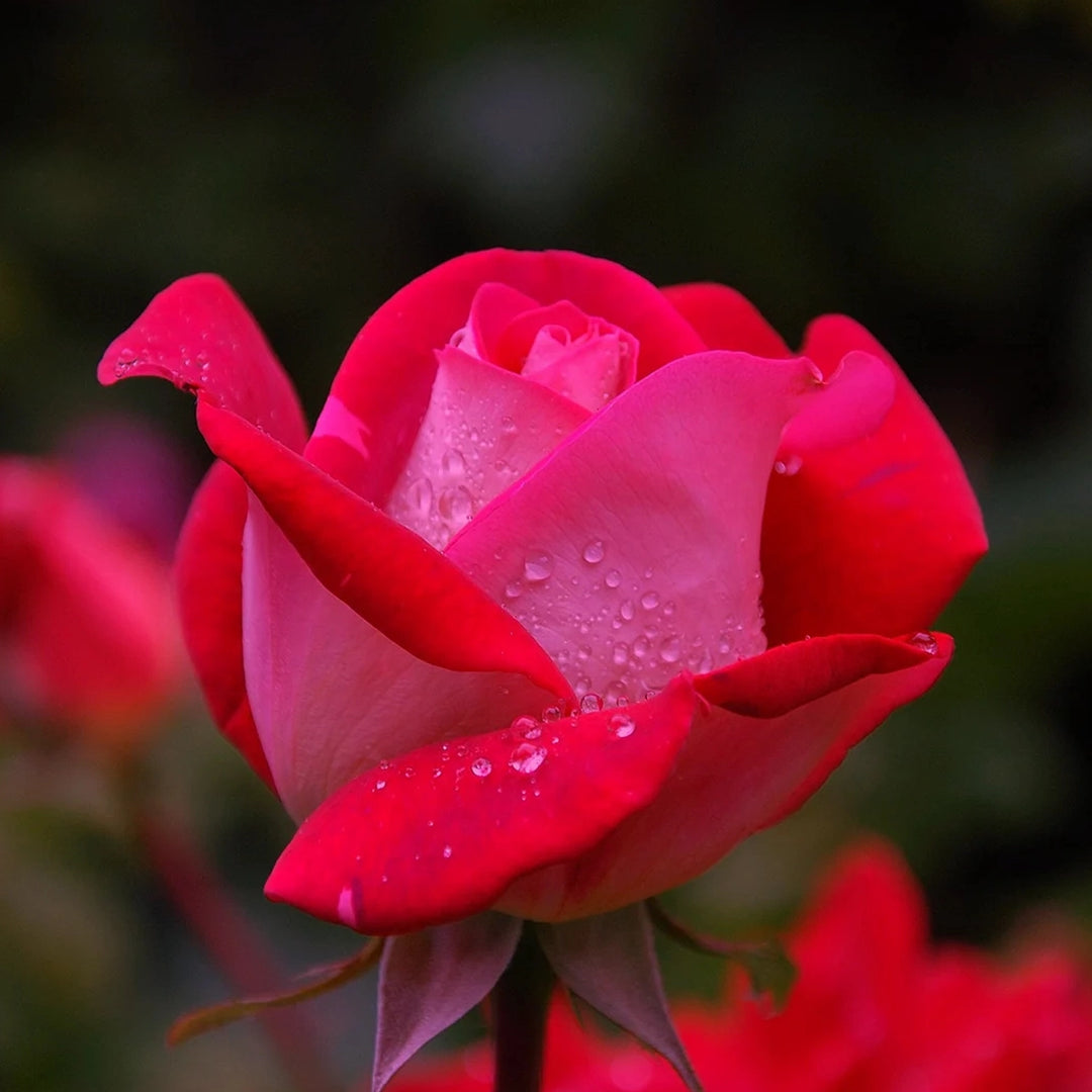 THE PINK ARTIST Juicy Rose