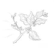 Profumo MARCOCCIA QHAWA